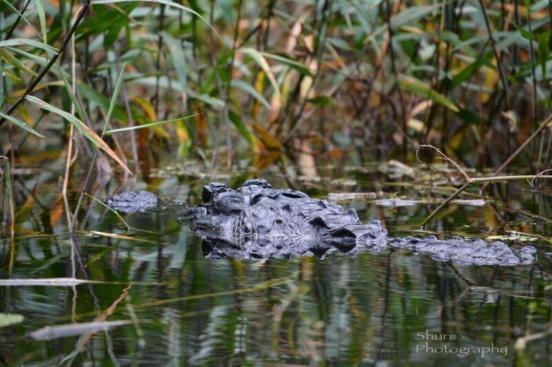 Everglades Kayak Safari Adventure Through Mangrove Tunnels - The Paddling Route and Environment