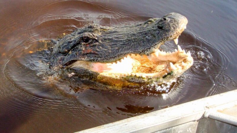 Everglades: Mangrove Maze Airboat Tour and Boardwalk - FAQs