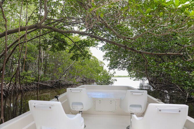 Everglades Mangrove Wilderness Boat Tour - Key Points