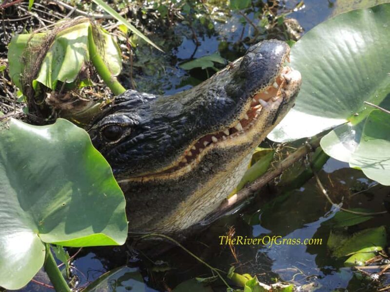 Everglades: Miami River of Grass Private Airboat Sunset Tour - Final Thoughts