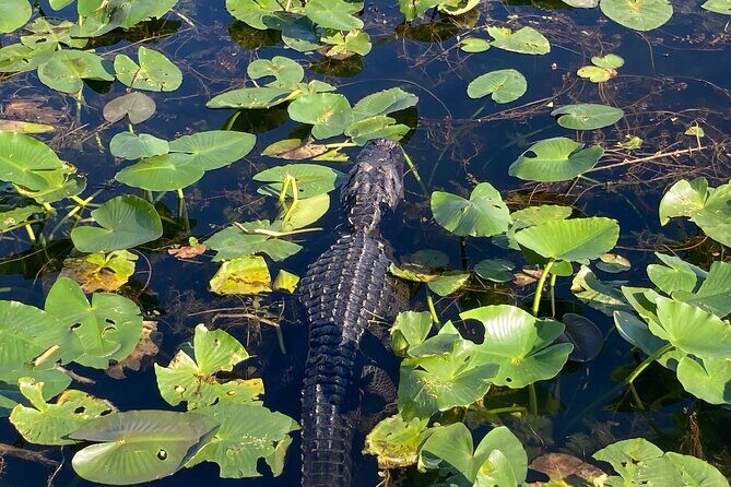 Everglades National Park: 3 Hikes + 90 minute Boat Tour + Lunch - Final Thoughts