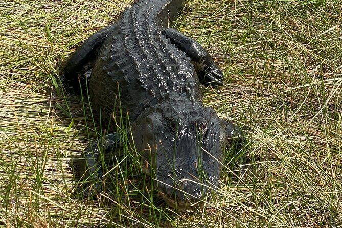 Everglades National Park: 3 Hikes + 90 minute Boat Tour + Lunch - Key Points