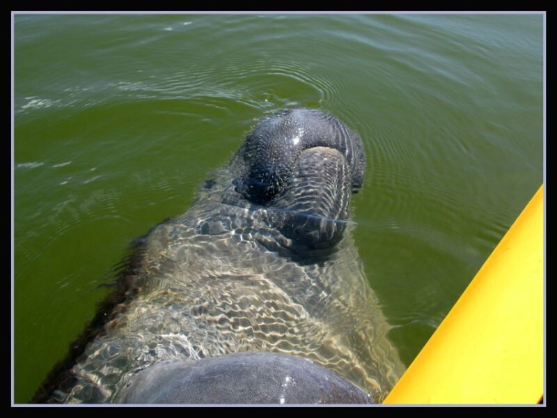 Everglades National Park 3-Hour Kayak Eco Tour - Exploring the Everglades by Kayak: An In-Depth Review