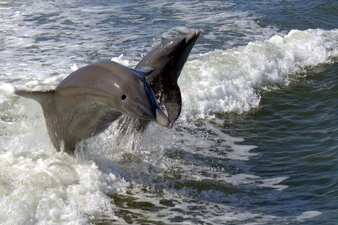 Everglades National Park Biologist Led Adventure: Cruise, Hike + Airboat - Key Points