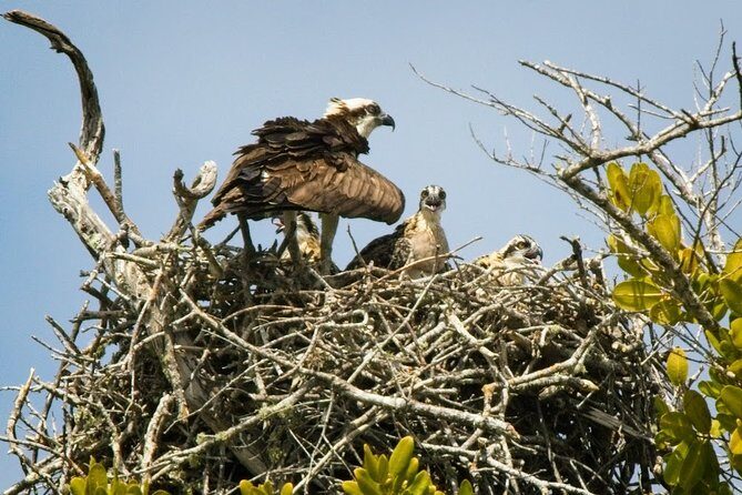 Everglades National Park Biologist Led Adventure: Cruise, Hike + Airboat - Who Should Consider This Tour?