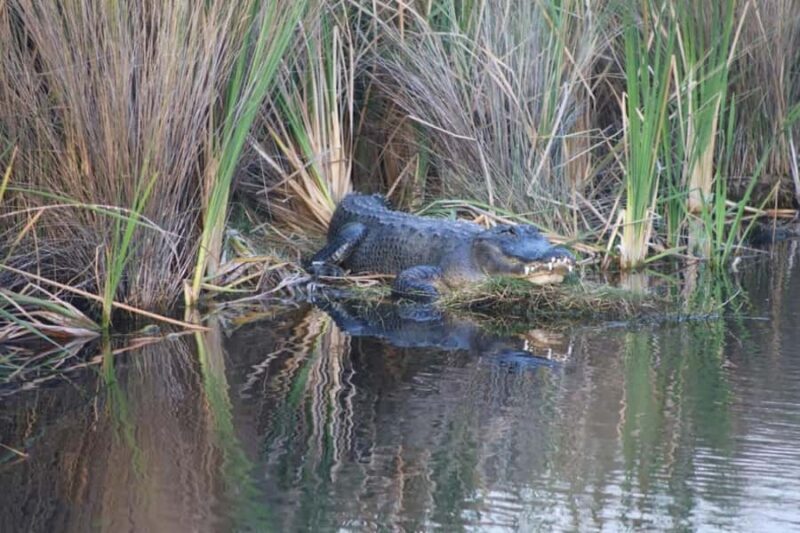 Everglades National Park: Mangrove Wilderness Tour - Key Points