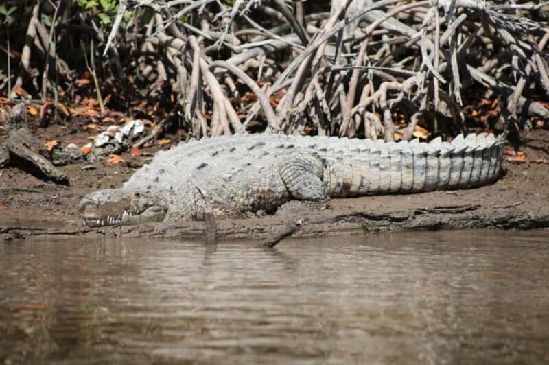 Everglades National Park: Mangrove Wilderness Tour - Who Should Consider This Tour?