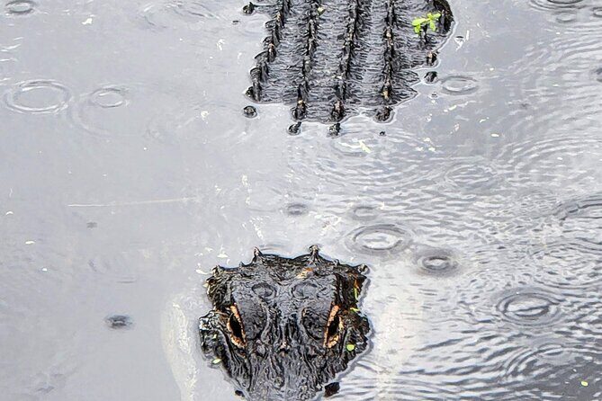 Everglades National Park Naturalist Led Hike, 2 Boat Trips + More - Final Thoughts