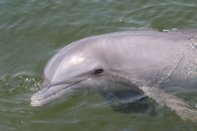 Everglades National Park: Pontoon Boat Tour & Boardwalk - FAQ