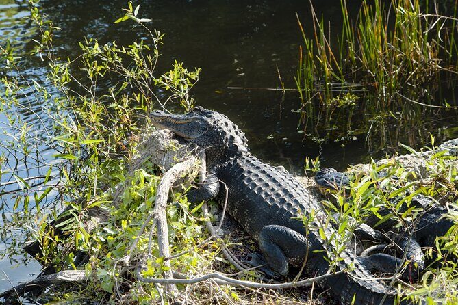 Everglades National Park Self Guided Driving Tour Audio/GPS - In-Depth Look at the Tour Experience