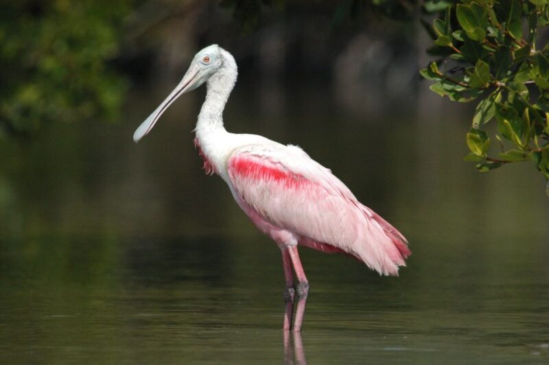 Everglades Private 2.5 Hour Photo and Birding Safari - Key Points