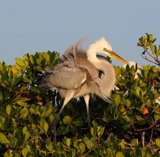 Everglades Private 2.5 Hour Photo and Birding Safari - The Experience and Its Details