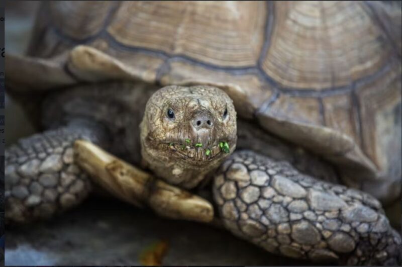 Everglades: Sawgrass Park Reptile Exhibit Private Tour - Practical Tips for Visitors