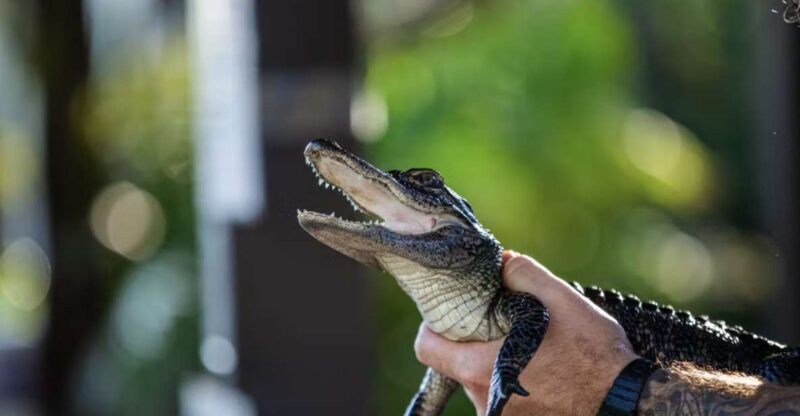 Everglades: Sawgrass Park Reptile Exhibit Private Tour - FAQ