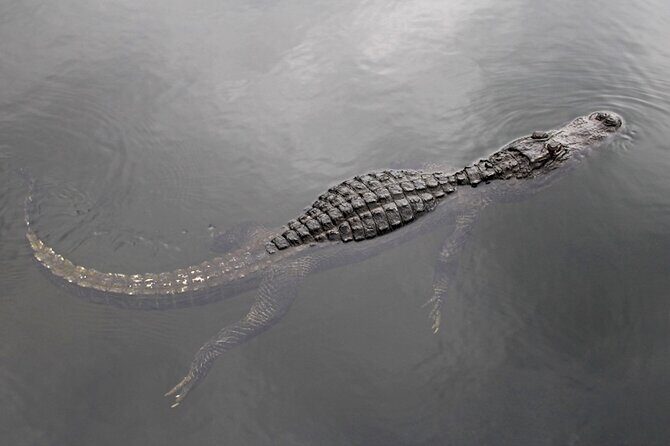 Everglades Small Group Express from Fort Lauderdale +Airboat Ride - Why This Tour Offers Good Value