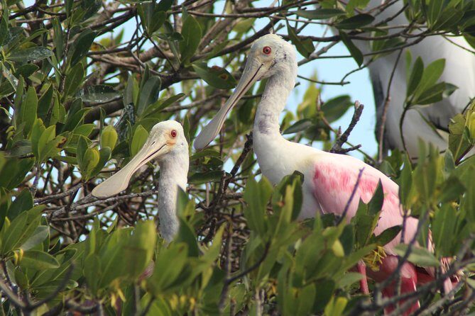 Everglades Small Group Guided Boating & Walking Tour Expedition - The Sum Up