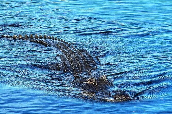 Everglades Tour from Miami with Transportation - Practical Tips for Your Everglades Adventure