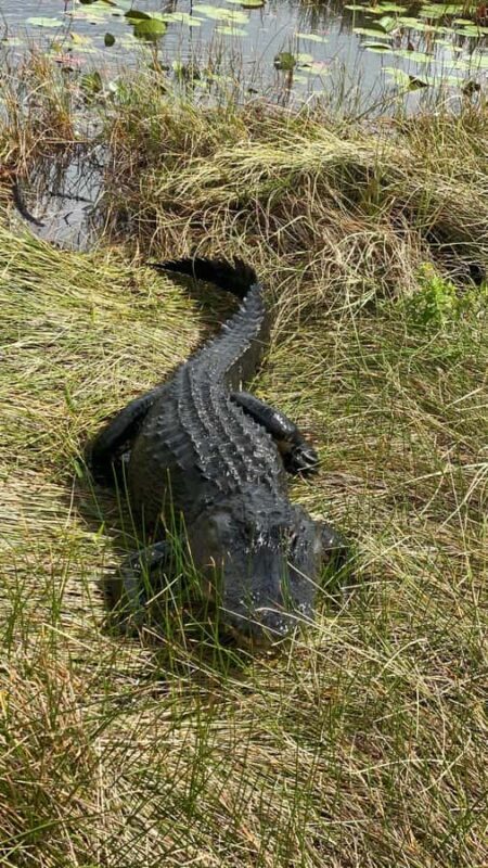 Everglades Tour with 2 Boat Rides, Hike and Lunch - Final Thoughts