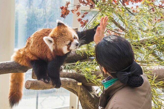 Everland Theme Park Admission Ticket with Transfer from Seoul - Final Thoughts: Is This Tour Right for You?