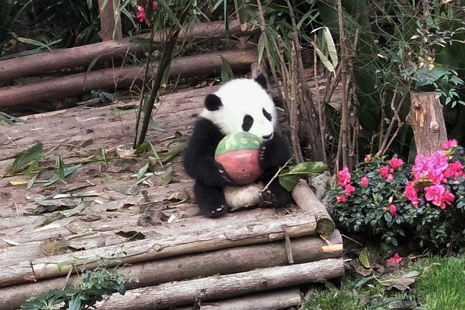 Everything Panda Private Day Tour in Chengdu - Frequently Asked Questions