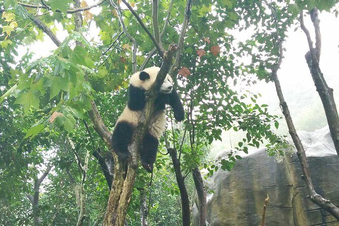 Everything Panda Private Day Tour in Chengdu - Wrapping It Up: Is This Tour Right for You?