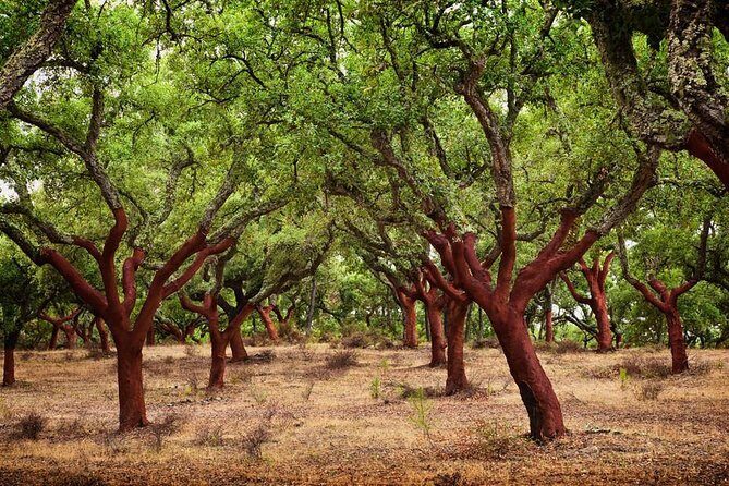 Évora & Alentejo: A Journey Through History and Flavors - Who Will Enjoy This Tour?