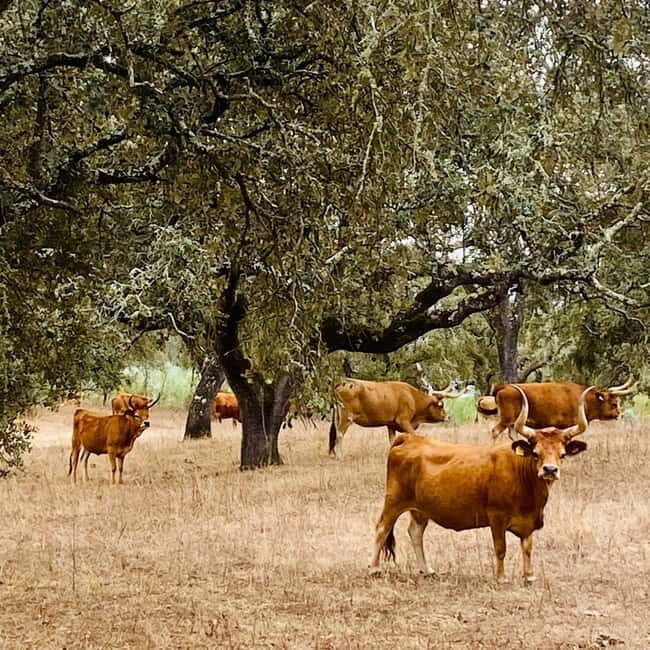 Évora: Cork Factory and Cork Farm Lunch included - Who Should Consider This Tour?