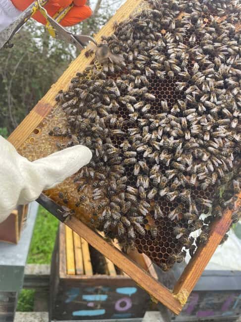 Évora or Montemor: Beekeeping Guided Tour with Honey Tasting - A Closer Look at the Beekeeping Tour Experience