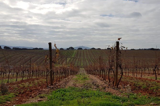 Évora Private Tour - Cork Factory Visit & Wine Tasting Included - Who Will Love This Tour?