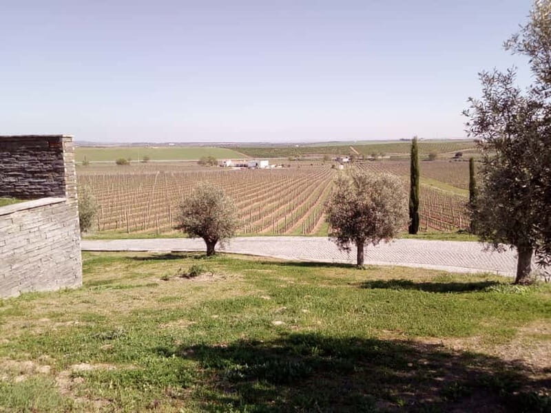 Évora town and the Olive Oil, Wine, and Cork Triangle - Who Should Consider This Tour?