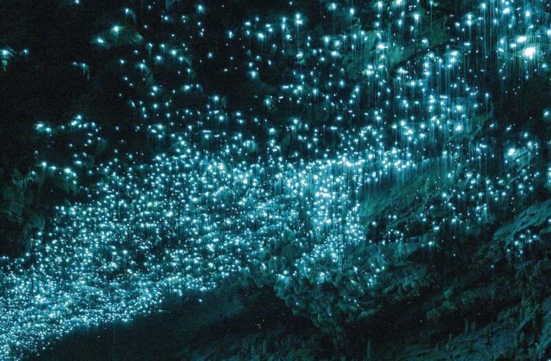Ex Auckland Spellbound Glowworm & Cave Explorer Private Tour - A Deep Dive into the Spellbound Glowworm & Cave Explorer Private Tour