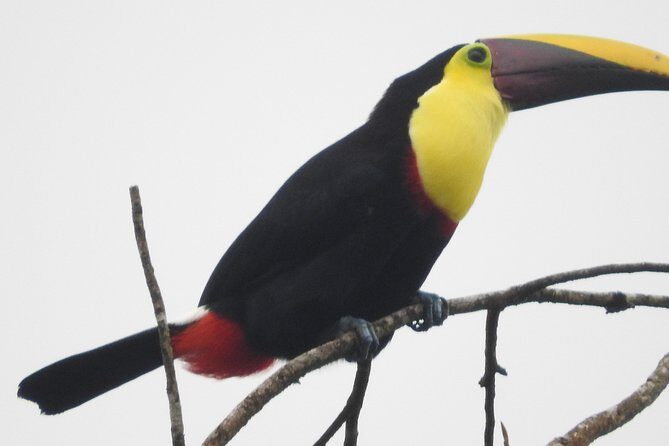 Excellent Wildlife Tour in Bijagua de Upala - Key Points