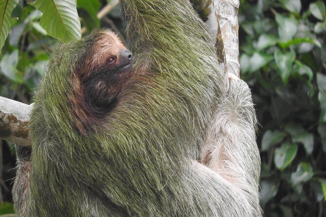 Excellent Wildlife Tour in Bijagua de Upala - The Experience in Context: Why It Matters