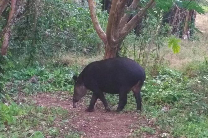 Excellent Wildlife Tour in Bijagua de Upala - Who Should Book This Tour?