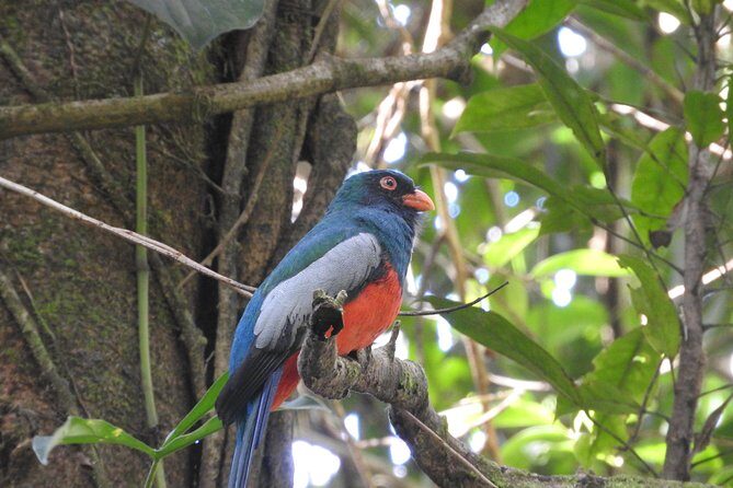 Excellent Wildlife Tour in Bijagua de Upala - Final Thoughts