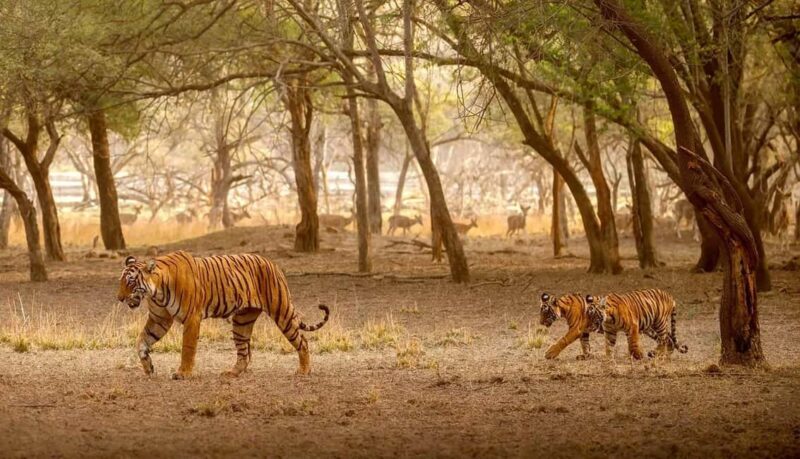 Exciting Day Trip from Jaipur to Ranthambore Wildlife Safari - FAQ