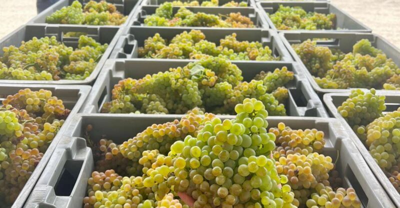 Exclusive 5-wine tasting - The Wines You’ll Sample