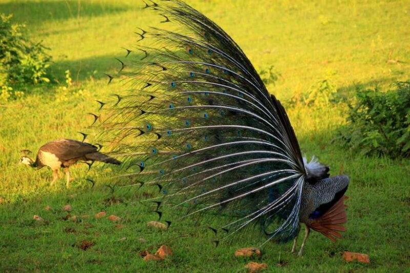 Exclusive : Afternoon Yala Safari with Beach BBQ Dinner - Key Points