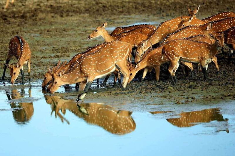 Exclusive : Afternoon Yala Safari with Beach BBQ Dinner - Exploring the Yala Safari and Beach BBQ Experience