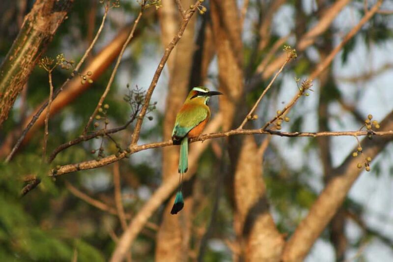 Exclusive birdwatching tour in Campeche - Key Points
