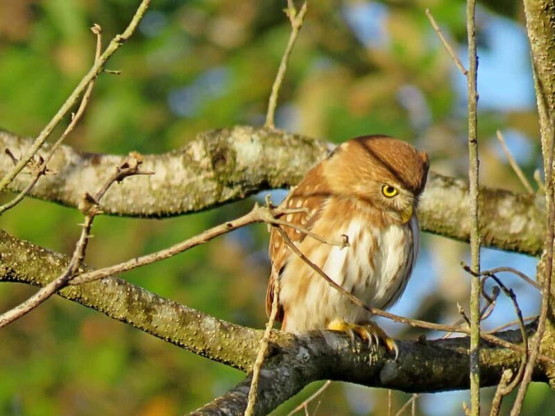 Exclusive birdwatching tour in Campeche - Pricing and Value