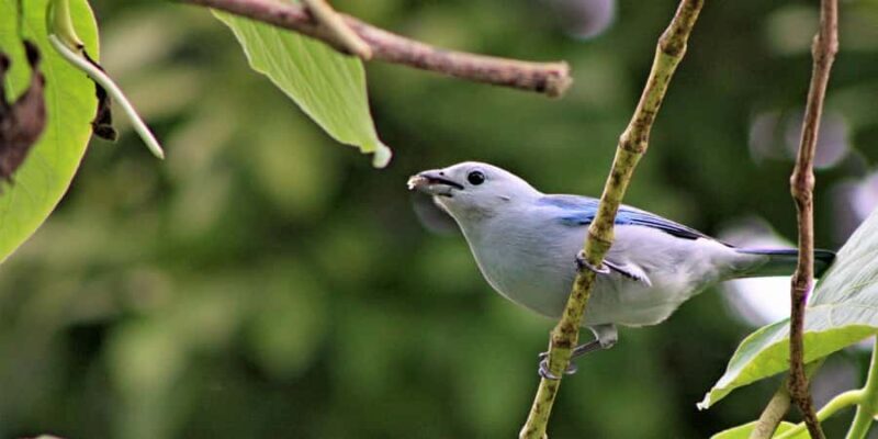 Exclusive birdwatching tour in Campeche - Who Will Benefit Most?