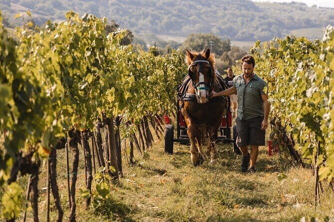 Exclusive Brunello di Montalcino tour from Florence - From Florence to the Heart of Montalcino