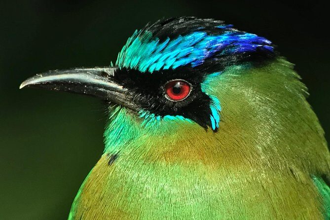 Exclusive Cloud Forest Birding + FREE Binoculars + hummingbirds - FAQ