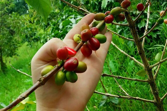 Exclusive Coffee Experience:Tour from Bogotá - Who Should Consider This Tour?