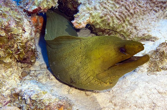 Exclusive Concierge Shore Dive  Small Group Adventure (2+Divers) - Final Thoughts: Who Is This For?