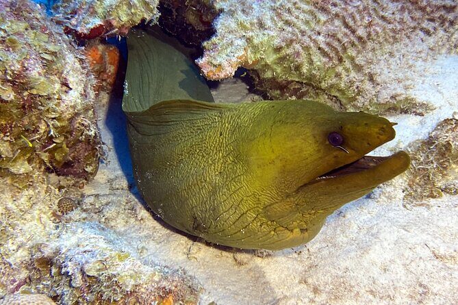 Exclusive Concierge Shore Dive  Small Group Adventure (2+Divers) - FAQ