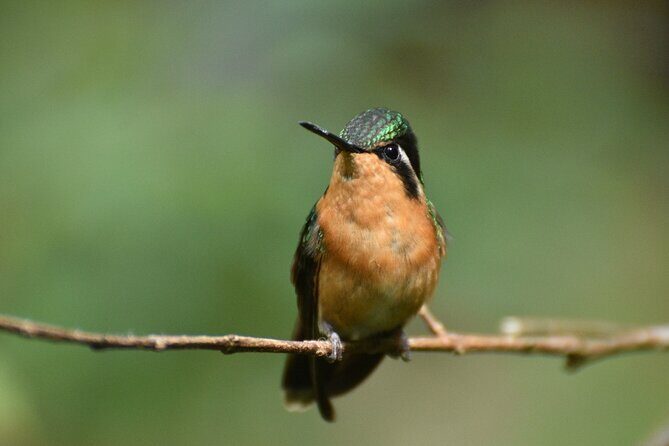 EXCLUSIVE Curicancha Cloud Forest Nature Walk with FREE Binocs - Final Thoughts