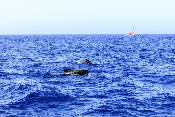 Exclusive Freebird Catamaran Whale & Dolphin to Masca From South - The Practical Side: What You Need to Know