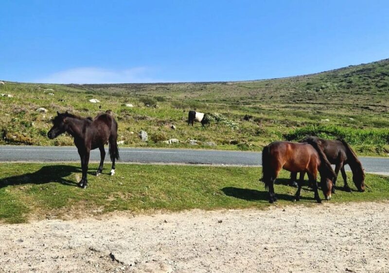 Exclusive full day guided tour - West Cornwall - A Deep Dive into the Cornwall Private Tour Experience